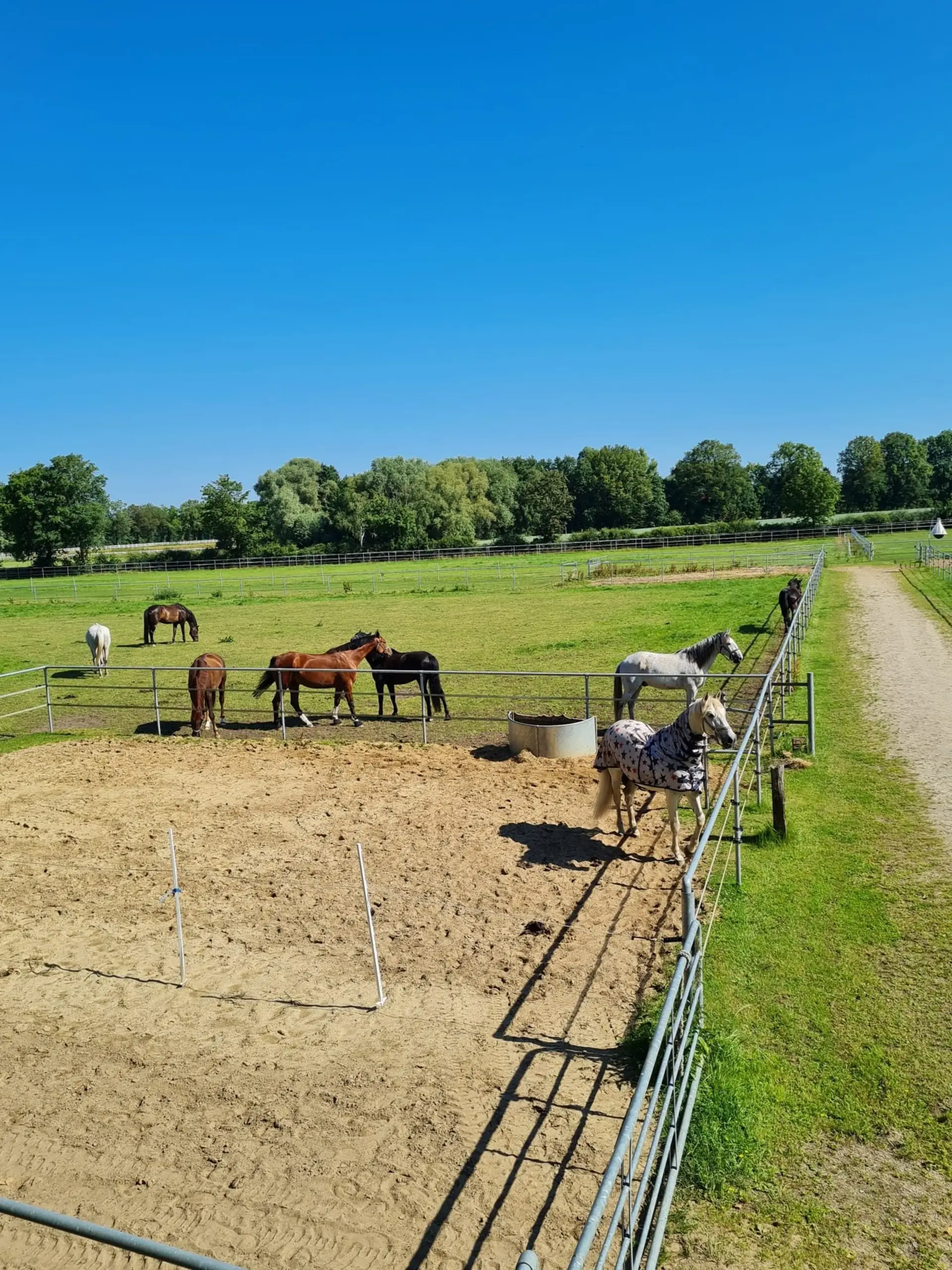 Paddock-Anlage mit Pferden