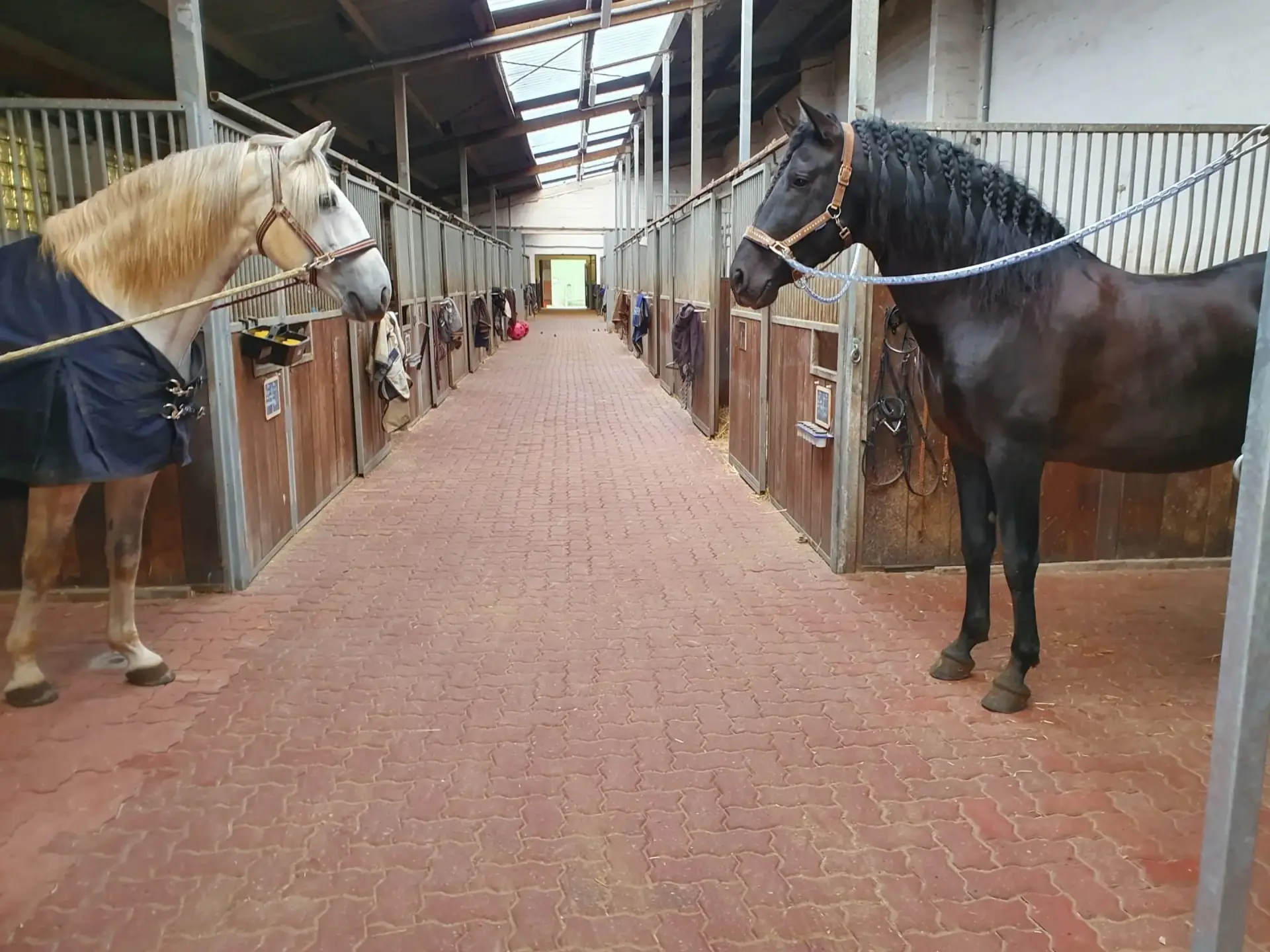 Stallgasse Stall Rubicon
